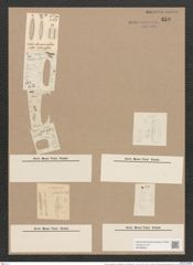 Navicula cancellata var. ammophila form. intermedia Grun. / Grun. (de-Toni-Nr.: Genus 1, Species 116) Zeichnungen Sammlung Grunow Nr. 359 (NHMW-BOT-W0366645)
